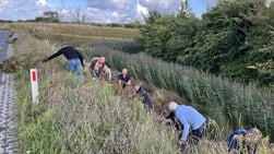 Texelaars verwijderen kruiskruid uit bermen langs Redoute