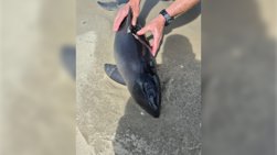 Bruinviskalfje spoelt aan bij de Slufter