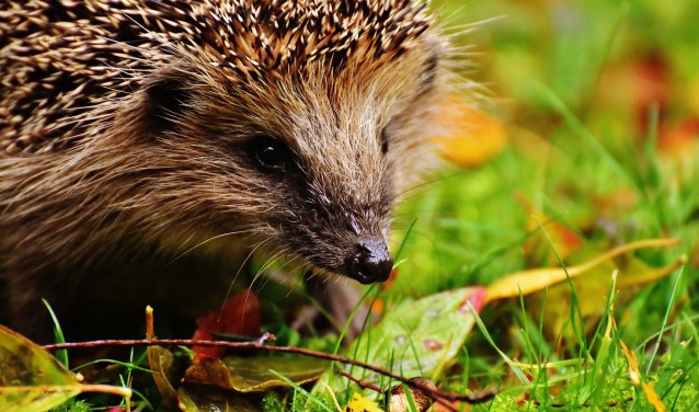 Heet jij dit jaar de egel ook welkom in jouw tuin?