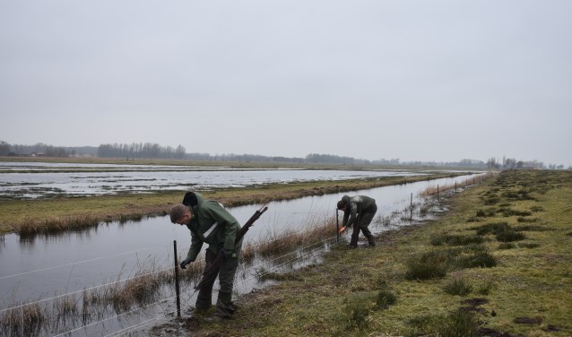 Het plaatsen van kilometers stroomdraad in de Zwagermieden neemt enkele weken in beslag.