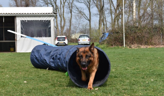 Behendigheidstraining aan de Kerklaan in Burgum met Duitse herder Aslan van Shetans Home, van eigenaar Romke Raap.