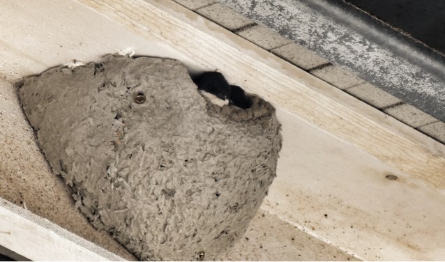 Zwaluw op casco kunstnest