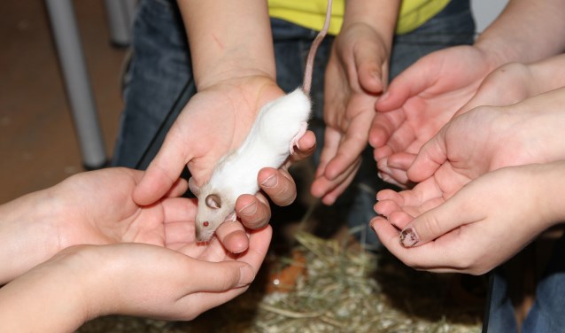 Spelen met dieren. (foto: NME Liemers)