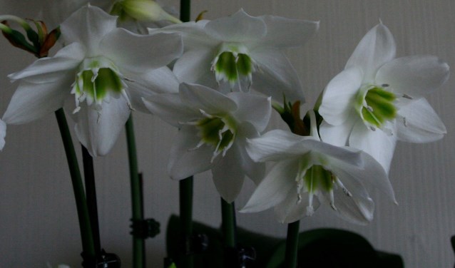 Eucharis bloem. (foto: Jeanette Creteer)