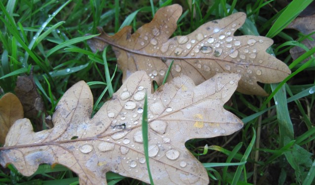 Eikenblad. (Foto: Frans Mikx)