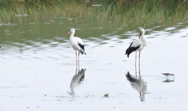 Ooievaars in de Rijnstrangen (foto: Gerrit van Alst)