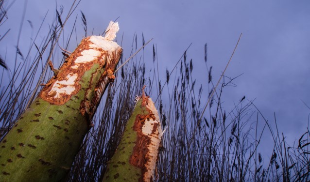Knaagsporen van bevers (foto: Peter Eekelder)
