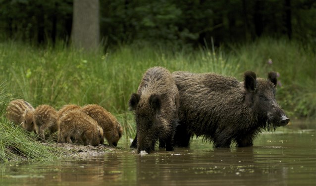 Wild (foto: filmdepot.nl)