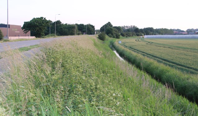 De berm (Kesteren - Rhenen) met mooie planten en jubelende Bosrietzangers.