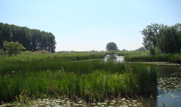 Natuur 't Gelders Eiland (foto: Jannet Tigchelaar)