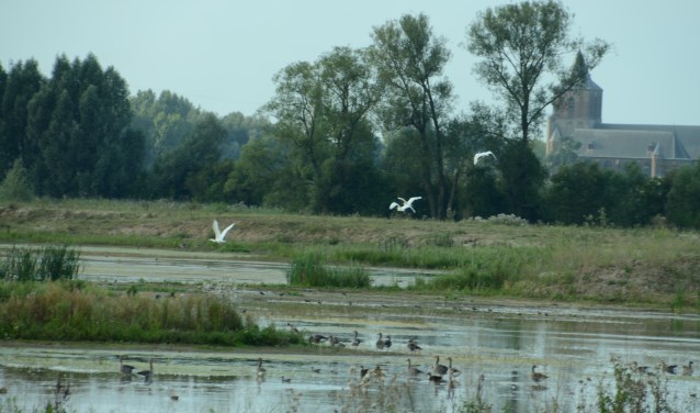 Kleine Gelderse Waard (foto: Gerrit van Alst)