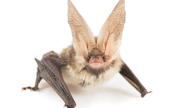 Grootoor vleermuis (foto: Stockfoto)