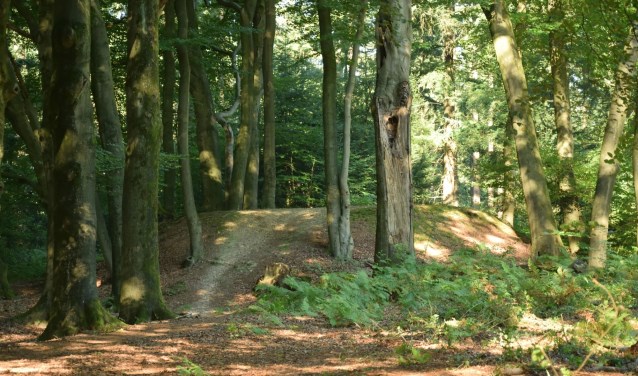 (Foto; Floor ten Brink)