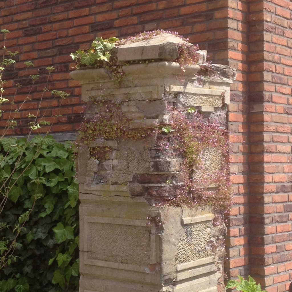 Muurleeuwebek (foto: Klaas Tuinema)