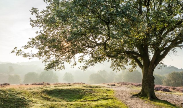 Boom cultuurhistorie. (Foto: Bob Luijks/Natuurportret)