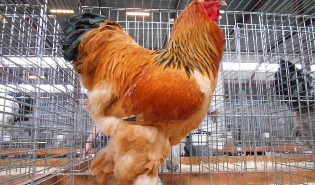 Brahma Hoender. (Foto: Sander Visser)