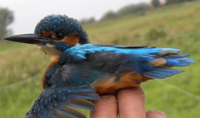 IJsvogel. (foto: Gijsbert Peelen)