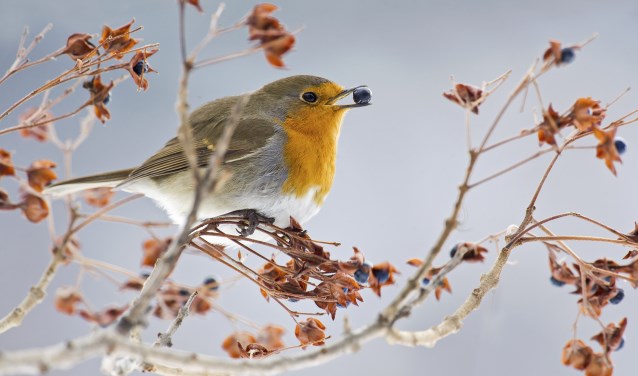 European Robin (Erithacus rubecula) in Aosta valley, Italy. (foto: Alain Ghignone/AGAMI)