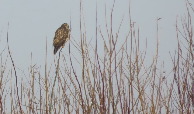 Buizerd op de uitkijk
