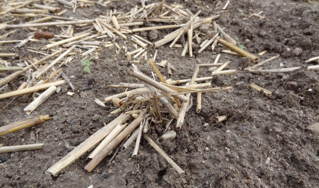 Wormenhoopje, wat gebeurt er zichtbaar en onzichtbaar in onze bodem? (foto: Aad Termorshuizen)