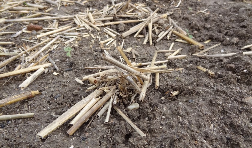 Wormenhoopje, wat gebeurt er zichtbaar en onzichtbaar in onze bodem? (foto: Aad Termorshuizen)