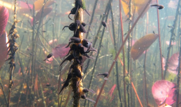 Kikkervisjes in De Berendonck. (foto: Duikteam De Kaaiman)