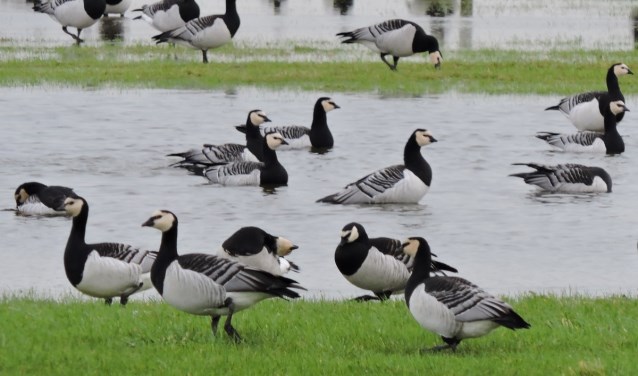 Brandganzen. (foto: Gijsbert Peelen)