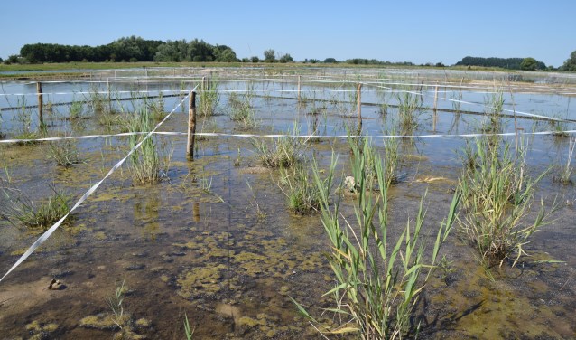 In Erfkamerlingschap blijkt het riet ook in de recent ingeplante delen goed uit te lopen. (foto: Iwan Reerink)