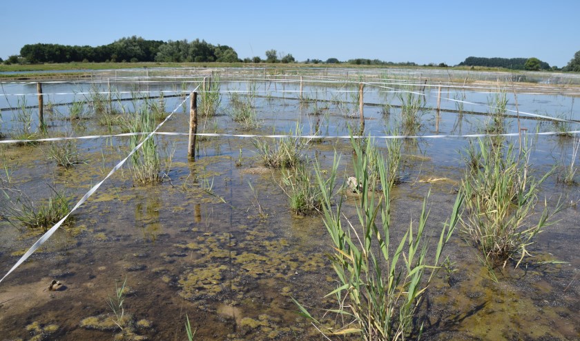 In Erfkamerlingschap blijkt het riet ook in de recent ingeplante delen goed uit te lopen. (foto: Iwan Reerink)