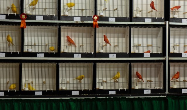 Vogelshow. (foto: T. Boetzel)
