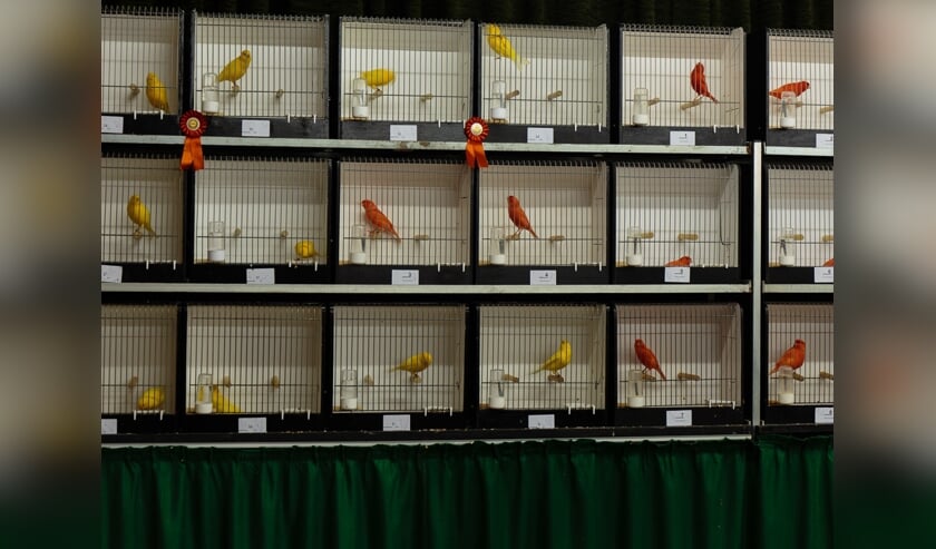 Vogelshow. (foto: T. Boetzel)