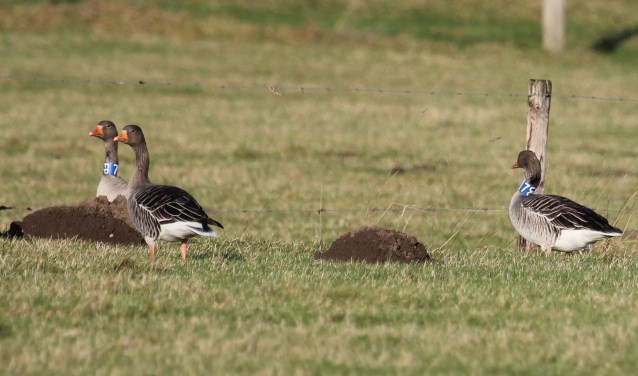 Het Zweedse grauwe ganzenpaar 7FP en 7OO in de uiterwaarden bij Lienden. (foto: Henk van der Kooij)