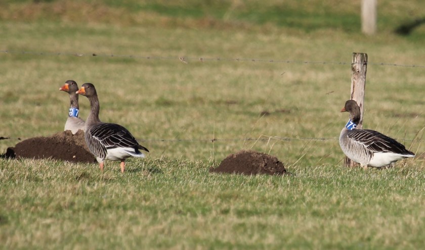 Het Zweedse grauwe ganzenpaar 7FP en 7OO in de uiterwaarden bij Lienden. (foto: Henk van der Kooij)