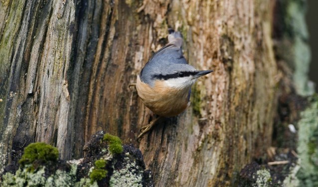 sporen van de lente-boomklever-Westerheide
