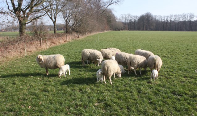 Lammetjes en ooien van het ras Kempische heideschaap op de wei. (foto: Bart Willers)