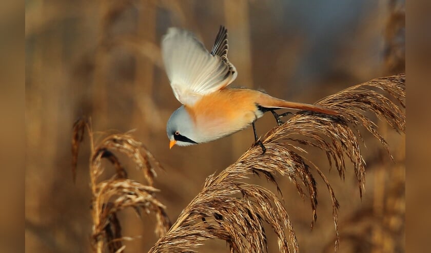 Baardmannetje. (foto: Koos Dansen)