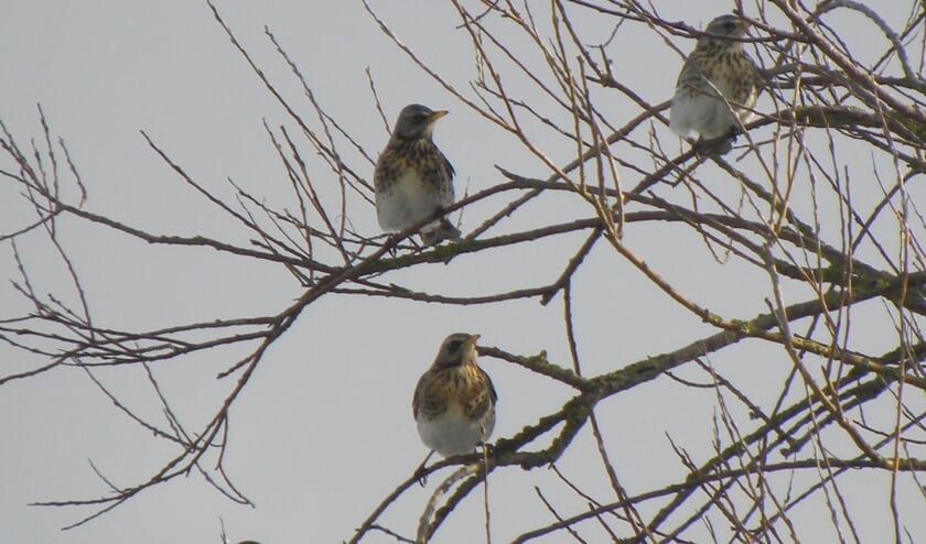 Kramsvogels. (foto: Gijsbert Peelen SLN)