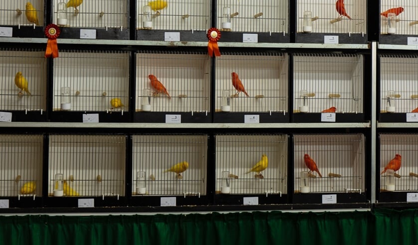 Vogelshow. (foto: T. Boetzel)