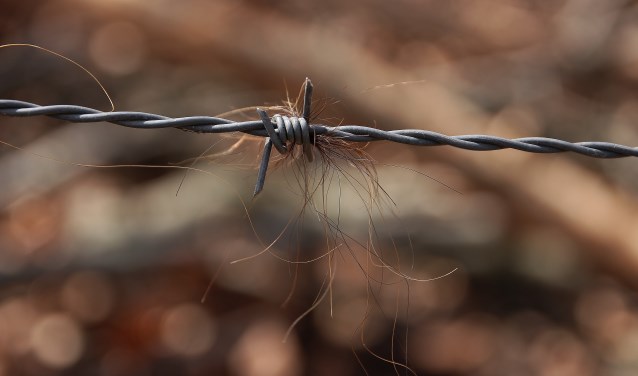 Wiens haren zijn hier blijven hangen?