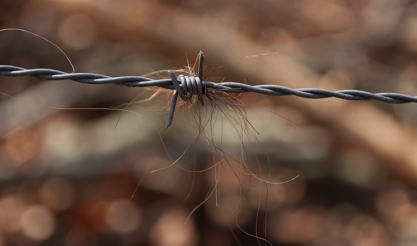 Wiens haren zijn hier blijven hangen?