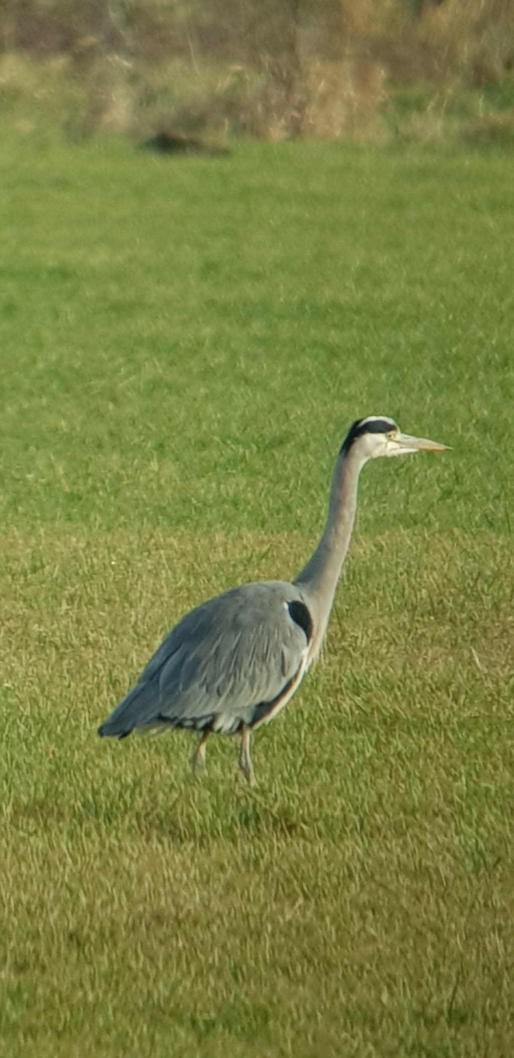 Blauwe reiger. (foto: Tomas Hekkers)