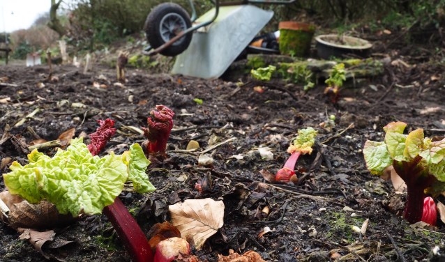 De rabarber piept al uit de grond. (foto: Maria Pompe)