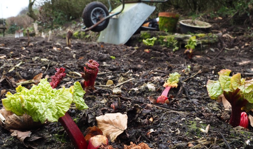 De rabarber piept al uit de grond. (foto: Maria Pompe)