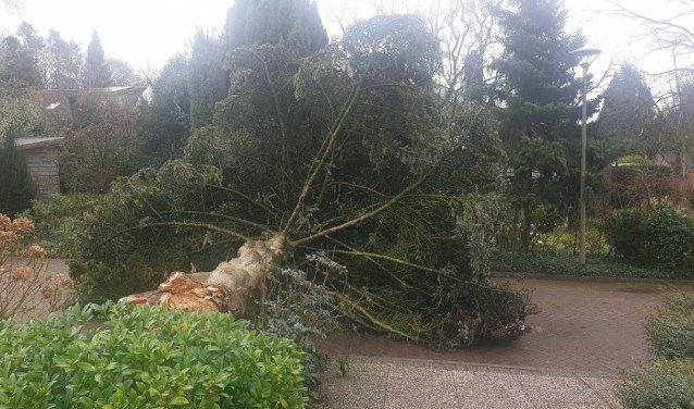 Omgevallen boom. (foto: Waldie Rutten)