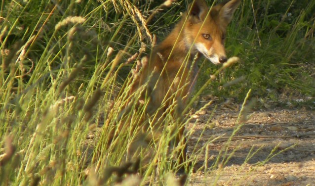 Vos. (foto: Gijsbert Peelen SLN)