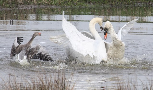 13 april. Dappere grauwe gans probeert twee vechtende knobbelzwanen te verjagen! (foto: Henk van der Kooij)