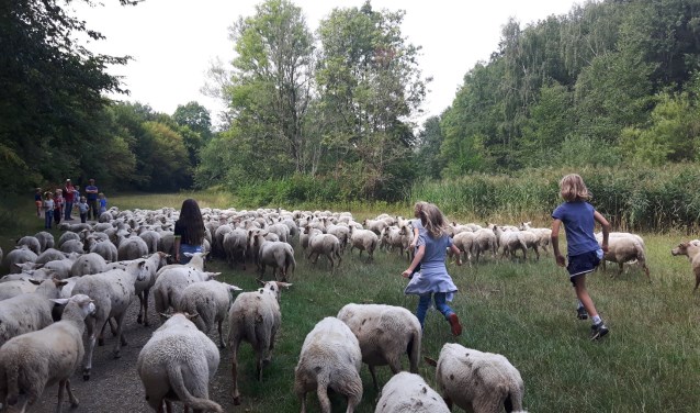 Schapen drijven