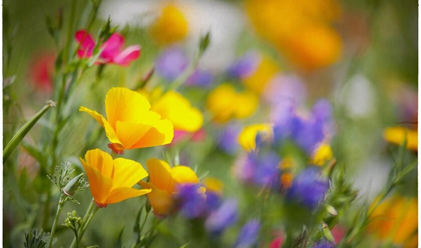 Bloemenzee. (foto: GL&K)