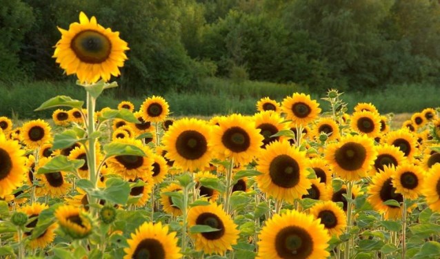 Zonnebloemen. (foto: Geldersch Landschap & Kasteelen)