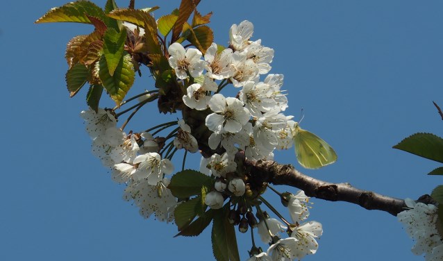 Bloesem met witje